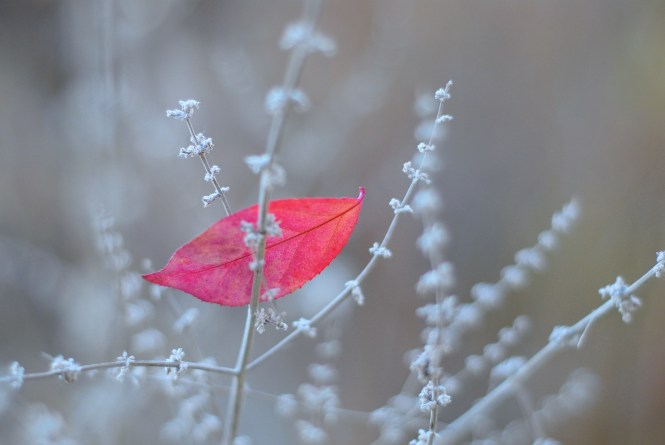"Silver and Red" by Rachel Pasch Grossman