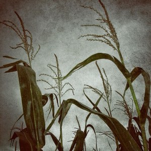 Photo by Justin Hamm