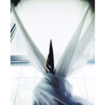 "Guilty Looks Were Exchanged as the Elephant Flew Out of the Room" by Corey Noll