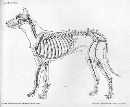 "Dog Anatomy Lateral Skeleton" via Wikipedia