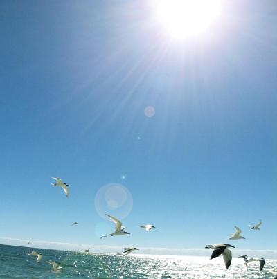 sunshine gulls MGDÂ©